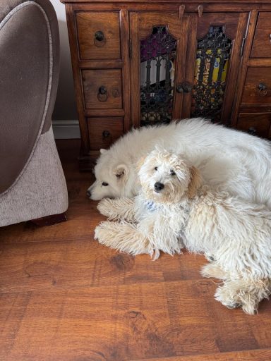 Flo & Albert - Drop in